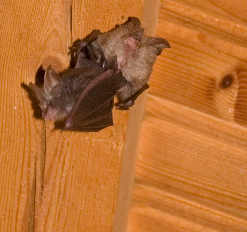 Rhinolophus dalla Grecia
